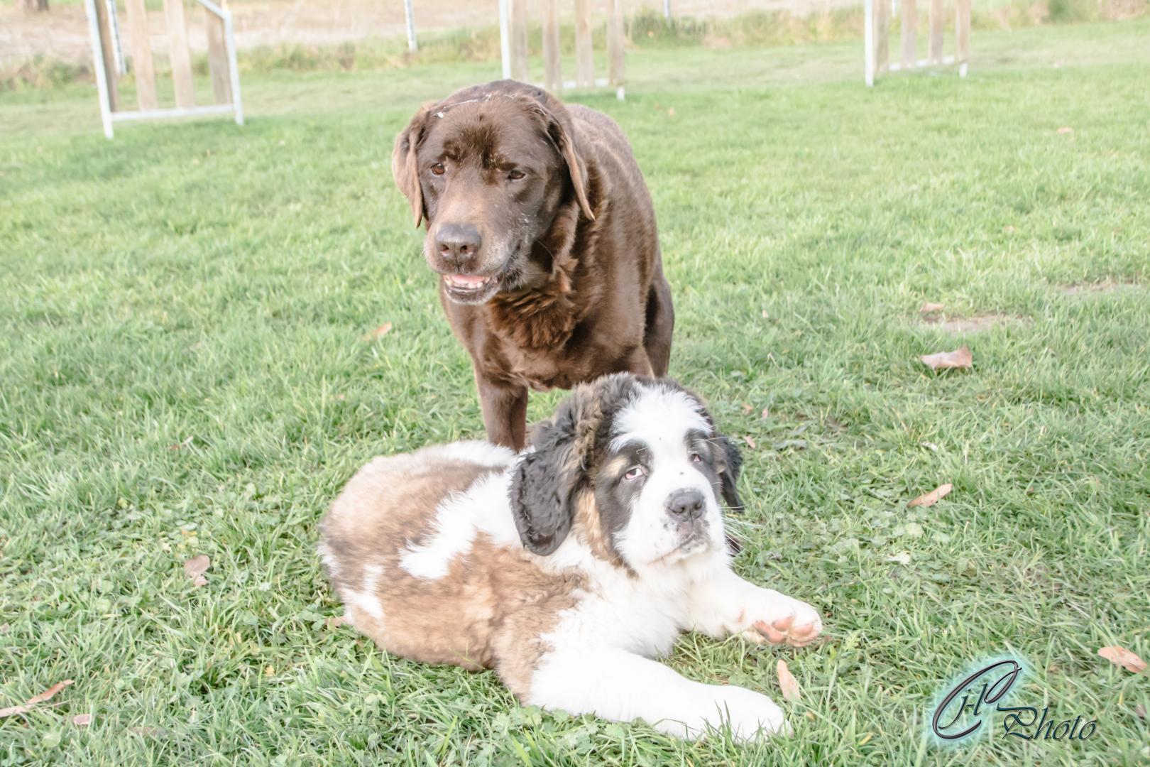 Dressage de chiot Troyes
