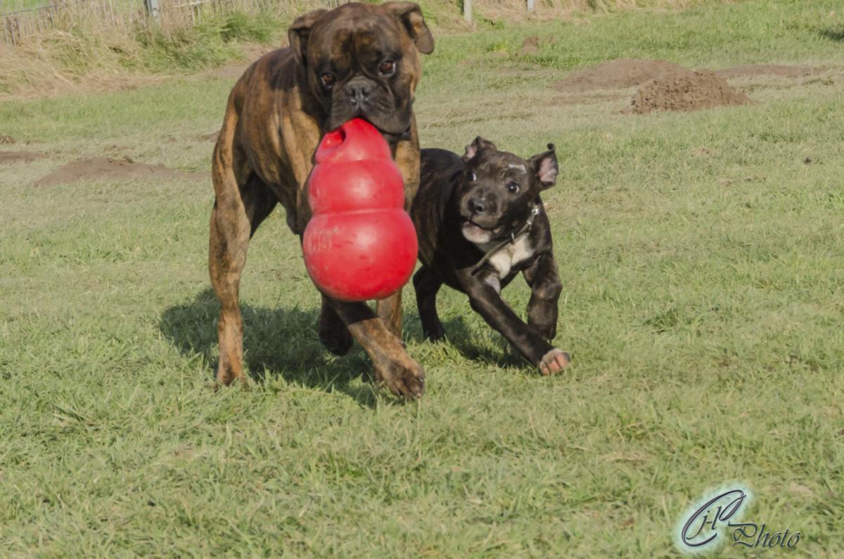 Alimentation pour chien Troyes