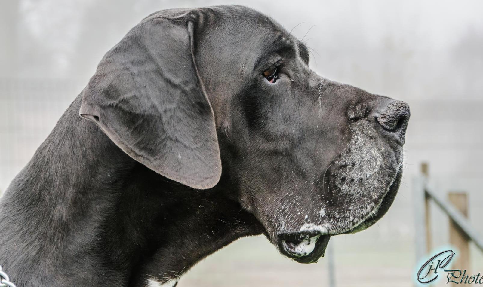 Educateur canin La Chaise